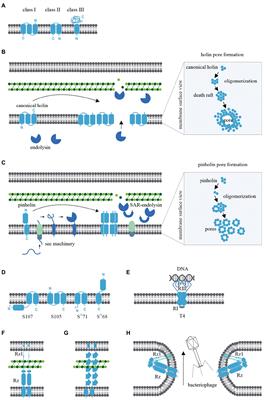 Bacteriophage-encoded lethal membrane disruptors: Advances in understanding and potential applications